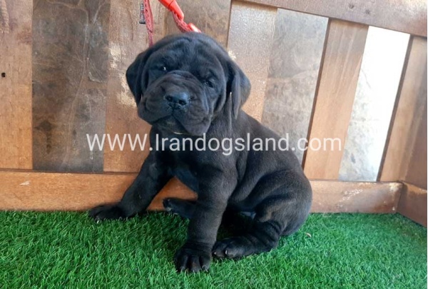 ---greatdane-67_10