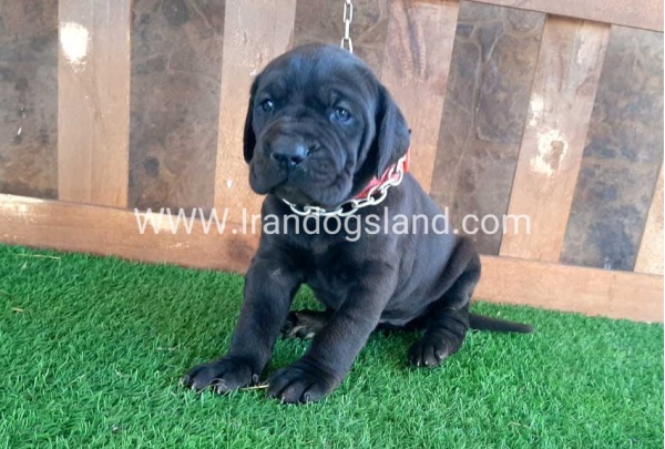---greatdane-67_2