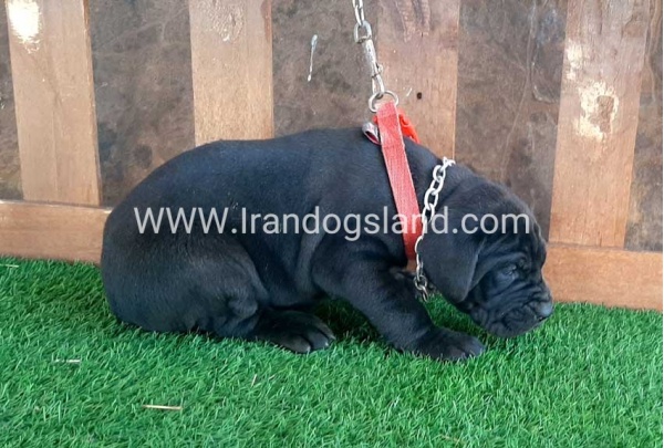 ---greatdane-67_3