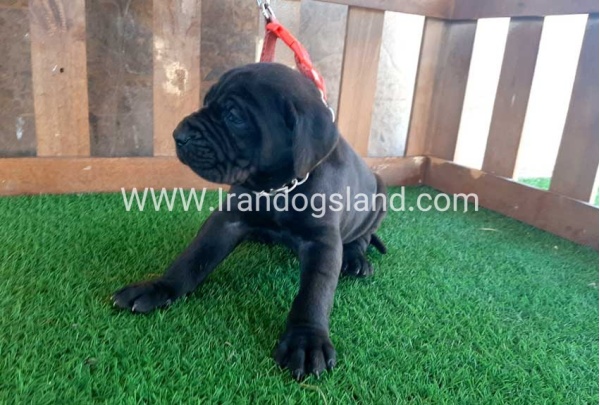 ---greatdane-67_5