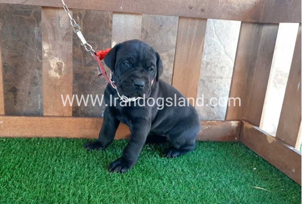 ---greatdane-67_6