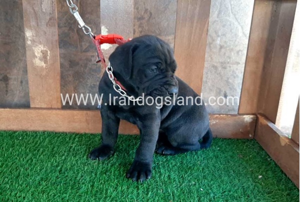 ---greatdane-67_7