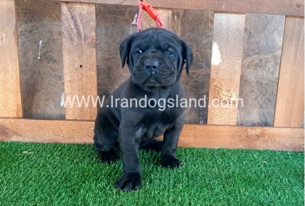 ---greatdane-67_8