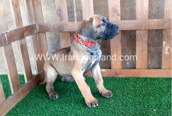 ---greatdane-71_1