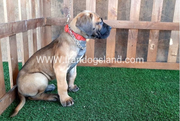 ---greatdane-71_10