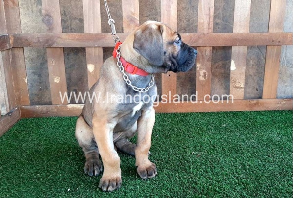 ---greatdane-71_11