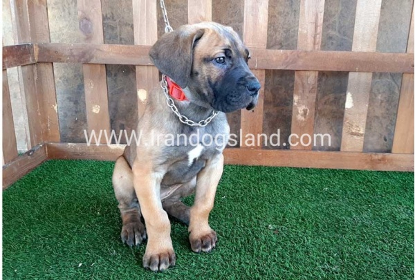 ---greatdane-71_12