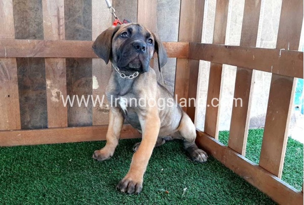 ---greatdane-71_13
