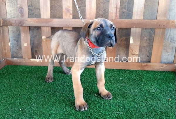 ---greatdane-71_2
