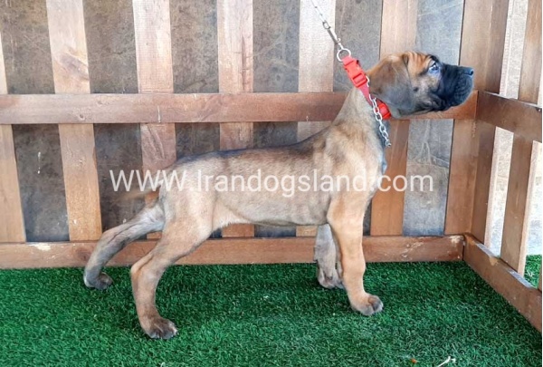 ---greatdane-71_3