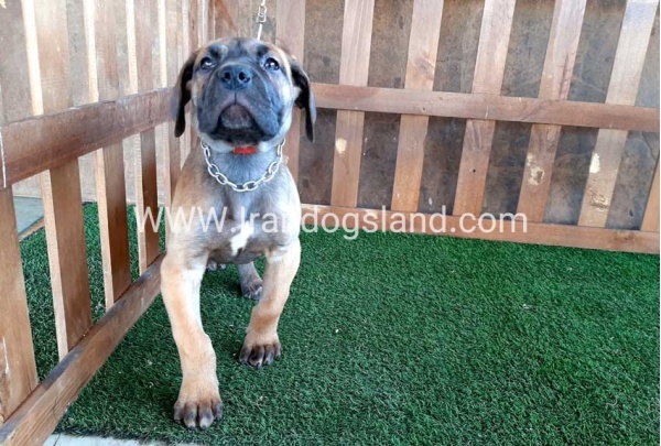 ---greatdane-71_4