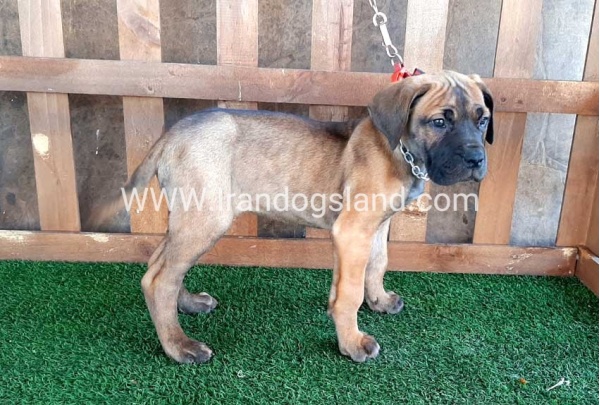 ---greatdane-71_5