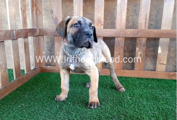 ---greatdane-71_6