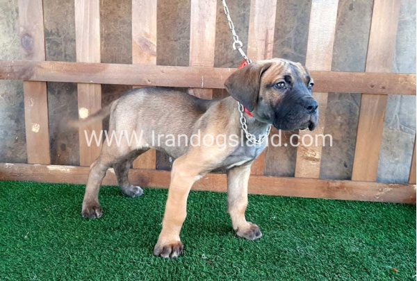 ---greatdane-71_7