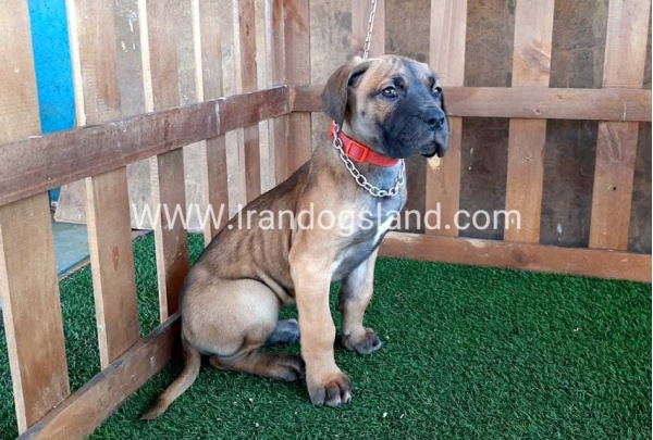 ---greatdane-71_8