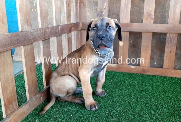 ---greatdane-71_9