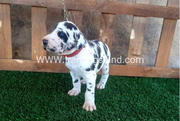 ---greatdane-73_1