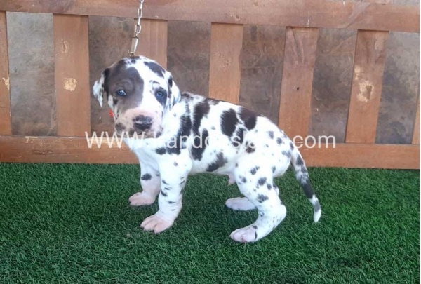 ---greatdane-73_10