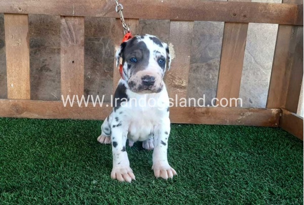 ---greatdane-73_11