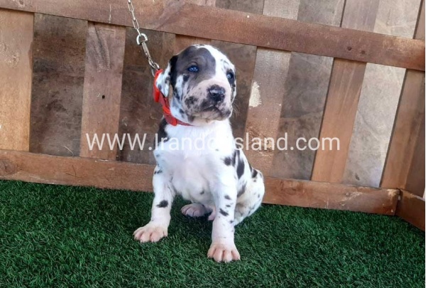 ---greatdane-73_12