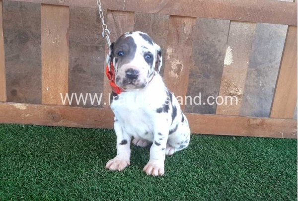 ---greatdane-73_2