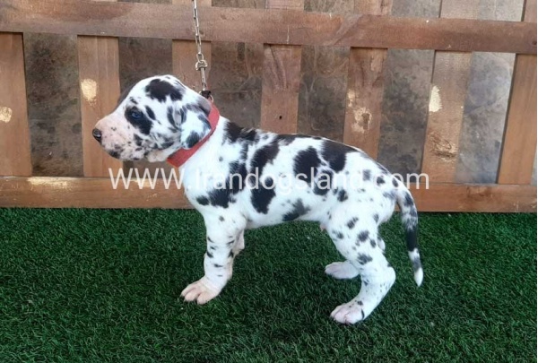 ---greatdane-73_3