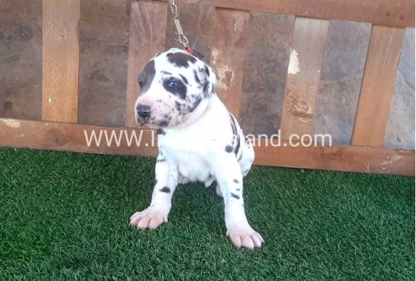 ---greatdane-73_4