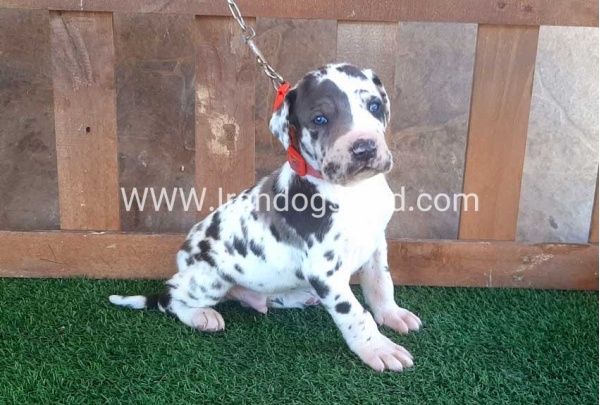 ---greatdane-73_5