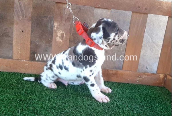 ---greatdane-73_6