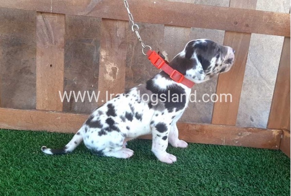 ---greatdane-73_8