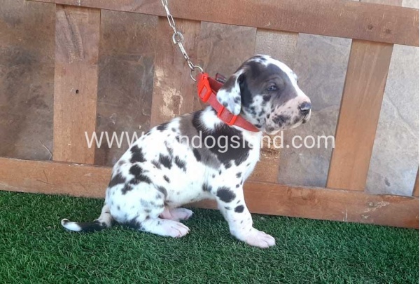 ---greatdane-73_9