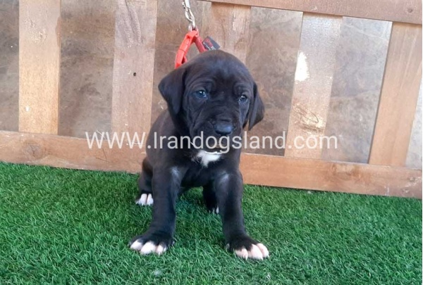 ---greatdane-74_1
