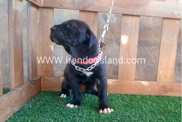 ---greatdane-74_10