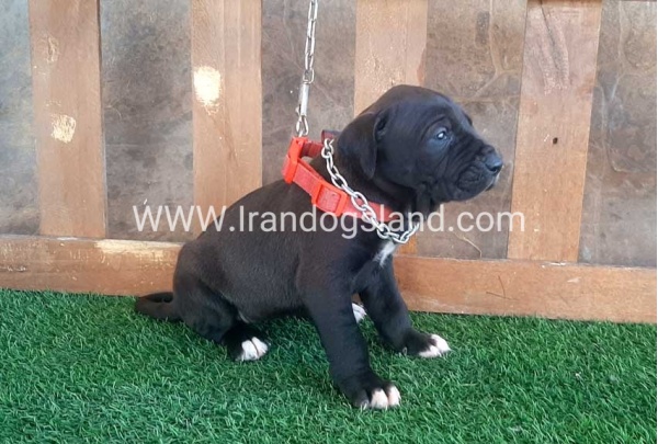 ---greatdane-74_11