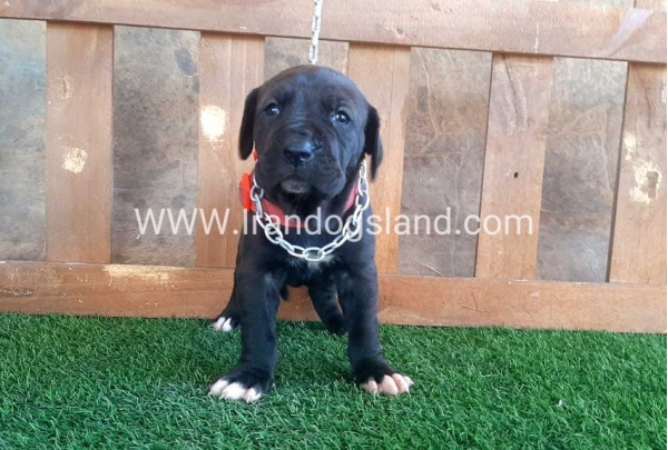 ---greatdane-74_12
