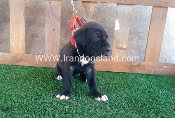 ---greatdane-74_2