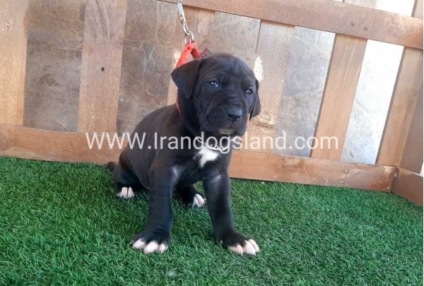 ---greatdane-74_3