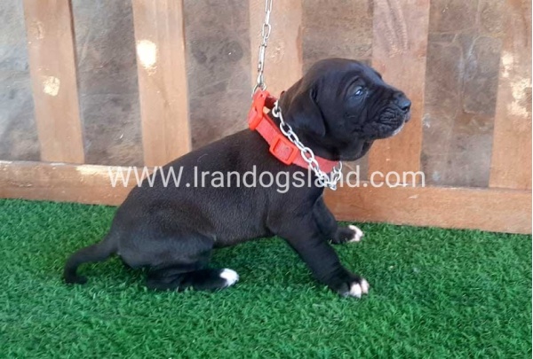 ---greatdane-74_5