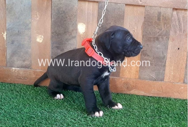 ---greatdane-74_6