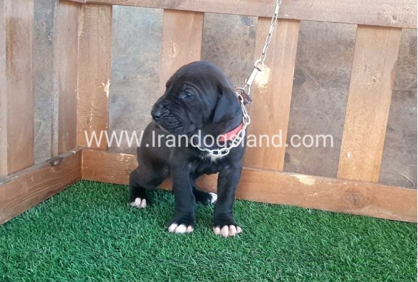---greatdane-74_8