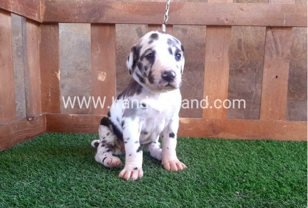 ---greatdane-75_1