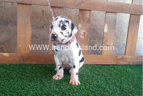 ---greatdane-75_10