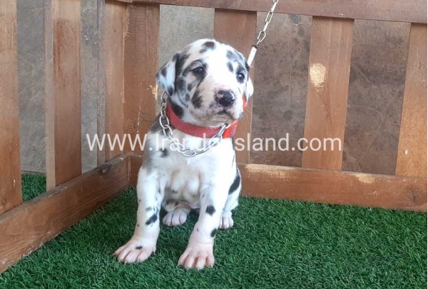 ---greatdane-75_11