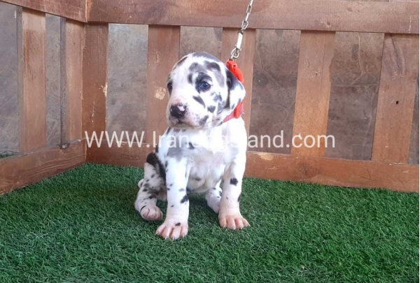 ---greatdane-75_12
