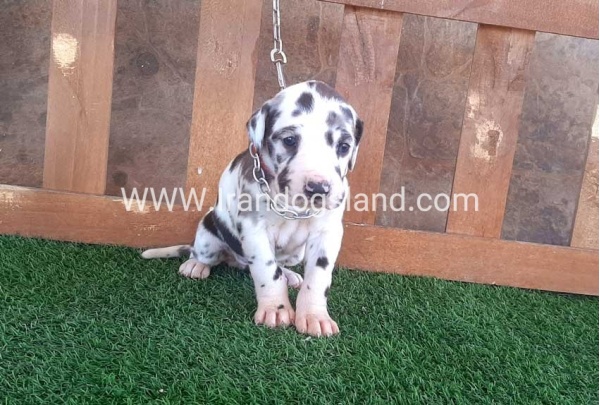 ---greatdane-75_2