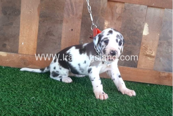 ---greatdane-75_3