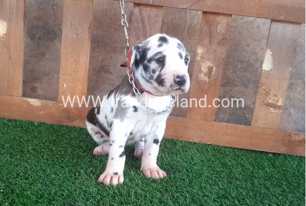 ---greatdane-75_4