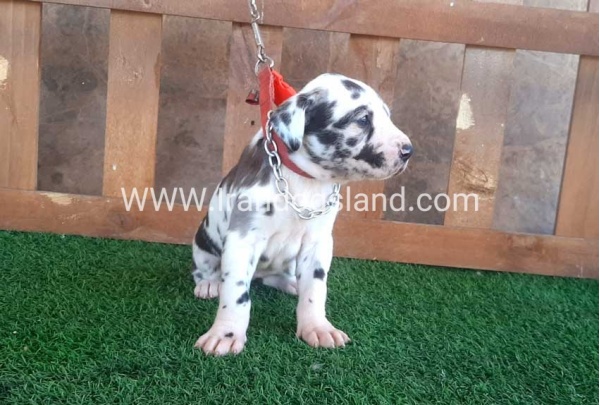 ---greatdane-75_5
