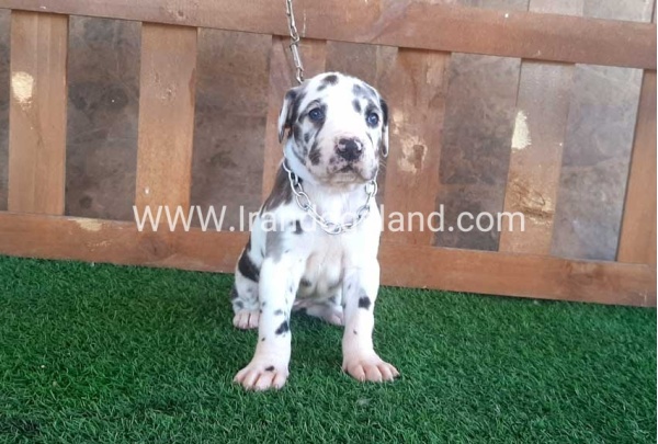 ---greatdane-75_6