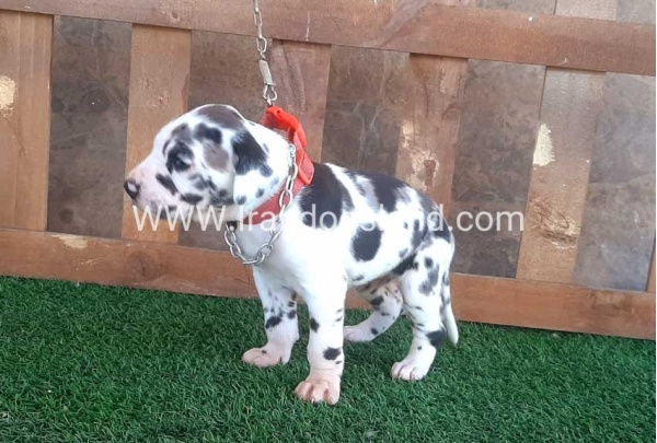 ---greatdane-75_7